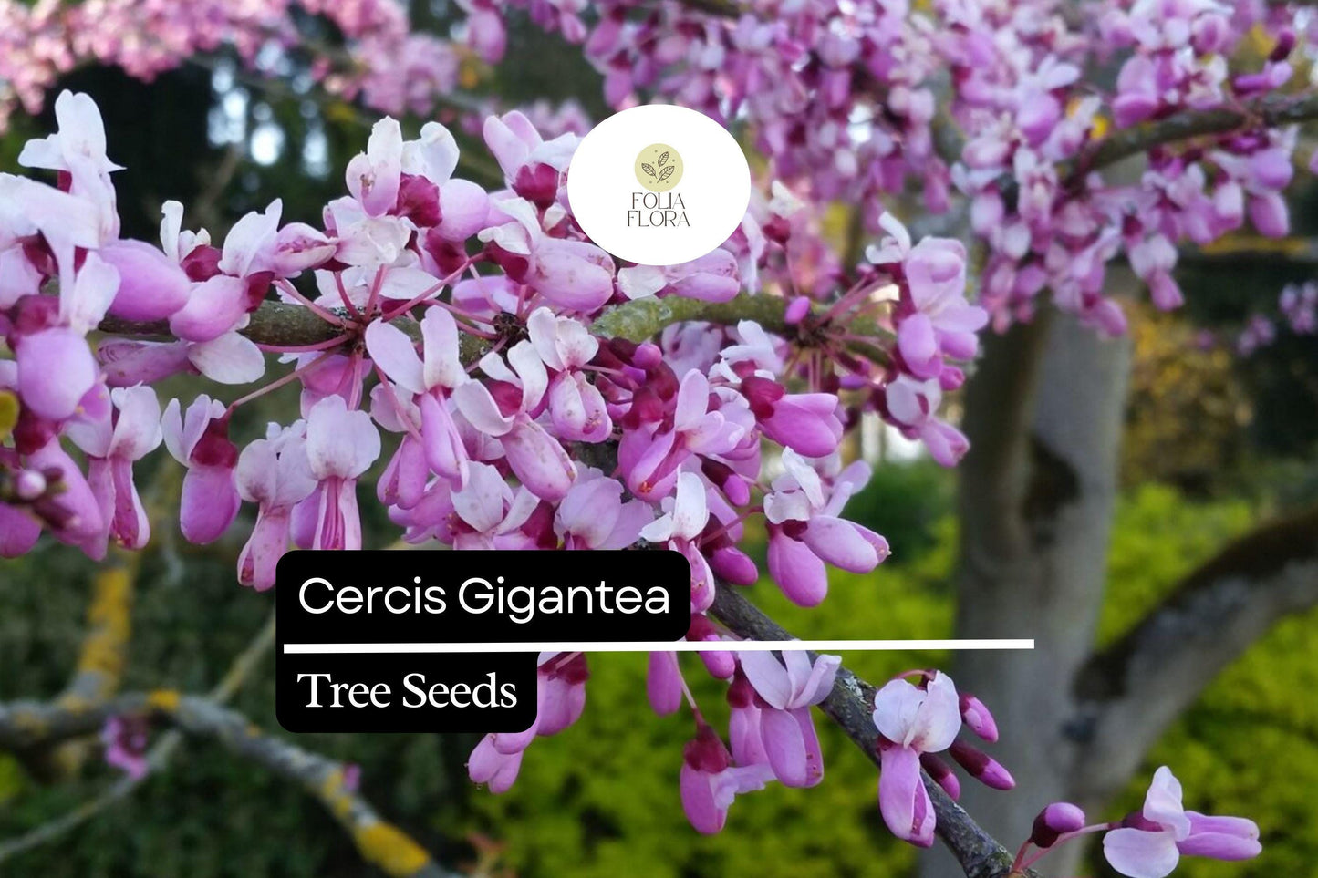 10 Seeds Cercis Gigantea, Giant Redbud Tree, Rare Ornamental Deciduous Tree with Pink Blossoms