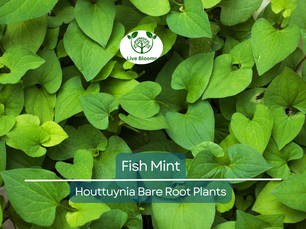 15 Live Bare Root Fish Mint Plants - Houttuynia Cordata Asian Herb - Edible Ground Cover - Rare Live Perennial Starter