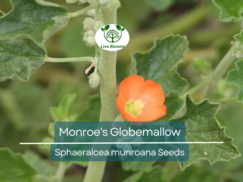80 Monroe's Globemallow Seeds (Sphaeralcea munroana) | Drought-Tolerant Flowering Shrub, Hardy Flower Bush, Vibrant Orange Blooms Gardens