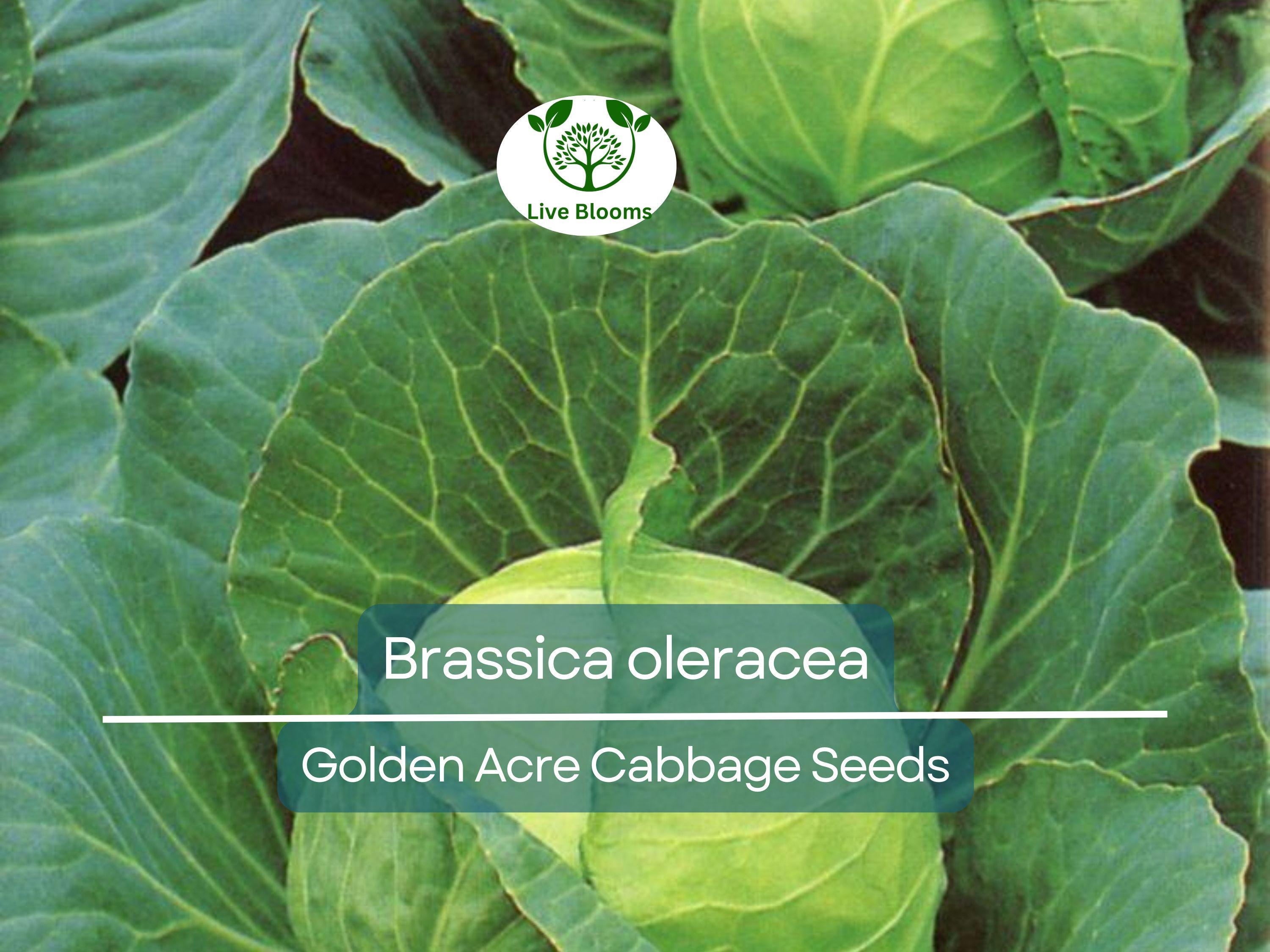 250 Seeds Golden Acre Cabbage - Brassica oleracea | Heirloom Cabbage for Planting, Gardening & Delicious Fresh Harvest