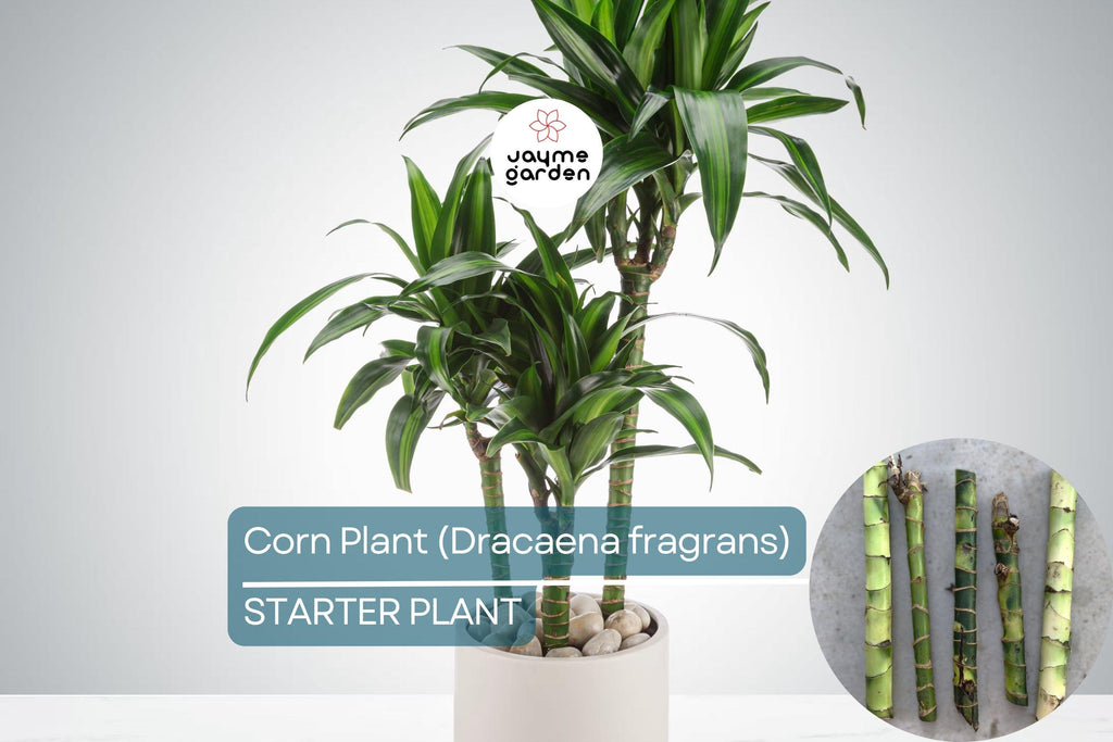 Corn Plant Cutting (Dracaena fragrans) 6″ | Tropical Indoor Houseplant Easy Care & Air-Purifying