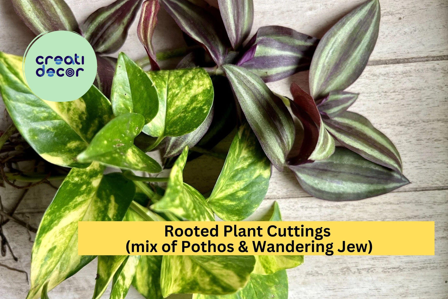 20 Rooted Plant Cuttings – Mix of Pothos & Wandering Jew, Easy-Care Indoor Houseplant Starter Vines for Pots, Hanging Baskets Terrariums