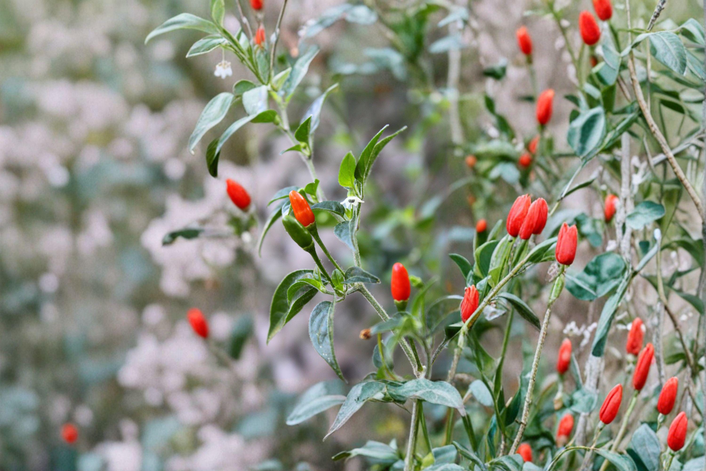 Chile Piquín – Hot Pepper 30 Seeds | Wild-Type Chili | Small but Very Hot | Authentic Mexican Pepper