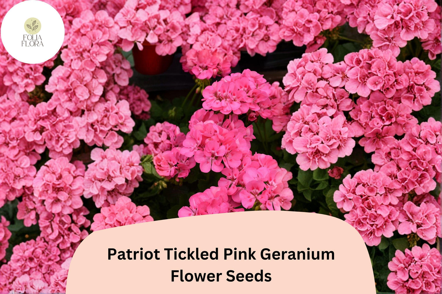 25+ Patriot Tickled Pink Geranium Seeds | Hardy Perennial | Bright Pink Blooms for Garden Beds & Containers