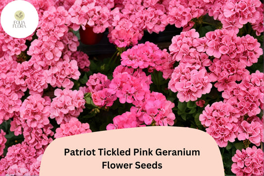 25+ Patriot Tickled Pink Geranium Seeds | Hardy Perennial | Bright Pink Blooms for Garden Beds & Containers