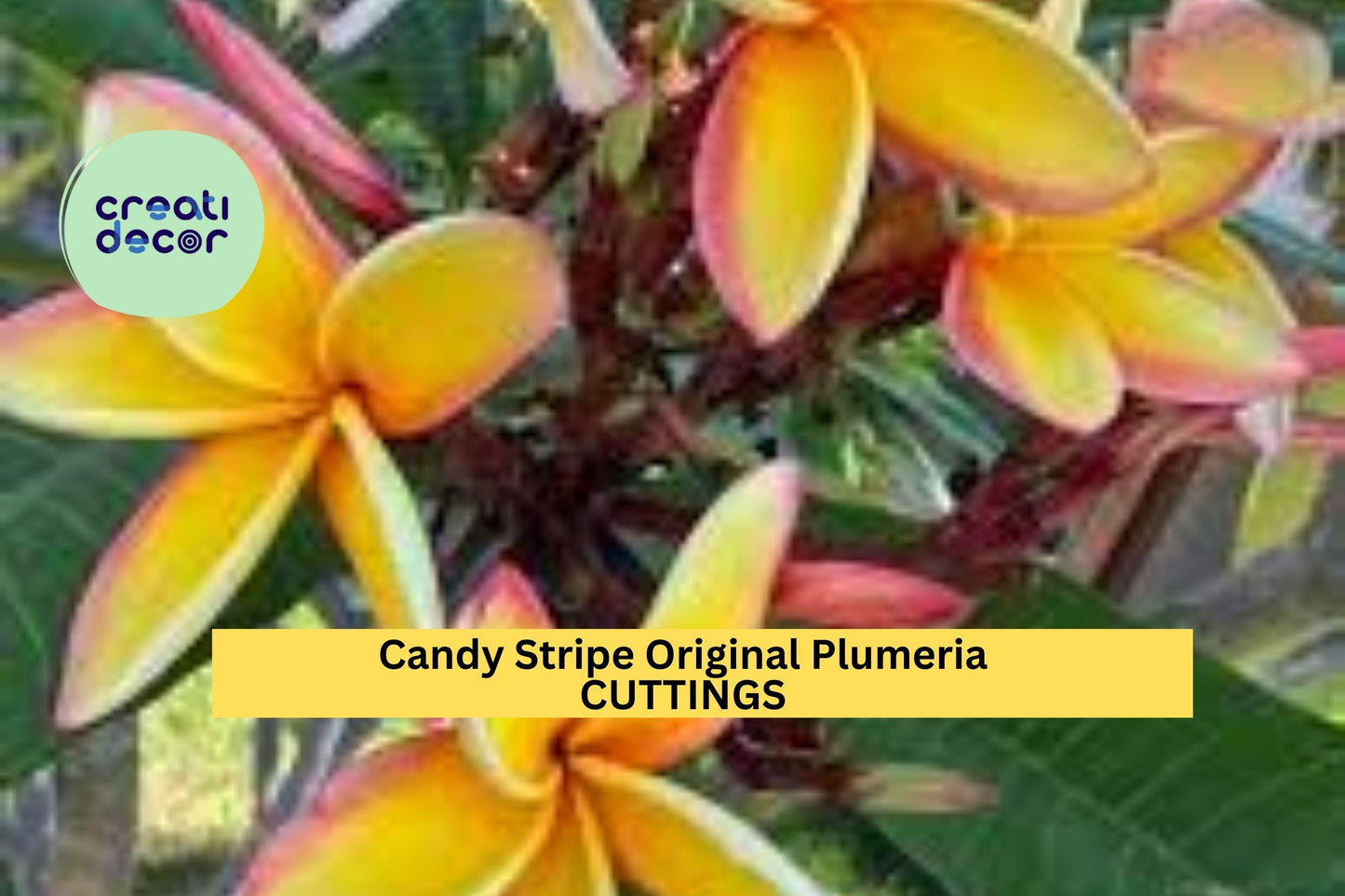 Candy Stripe Plumeria Cutting | 10" Unrooted Single Head Starter | Tropical Frangipani Tree | Vibrant Pink and White Blooms