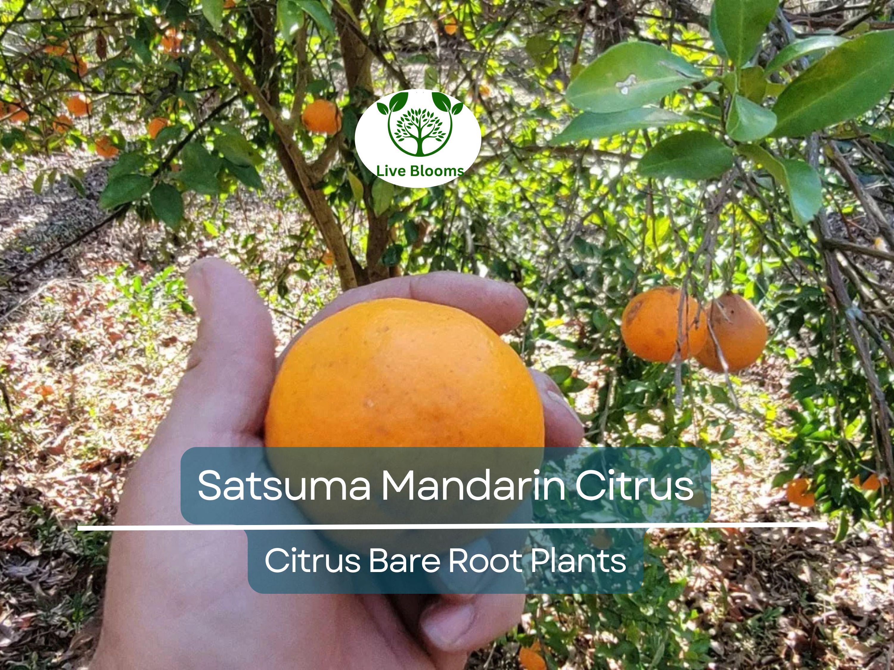 1 Satsuma Mandarin Citrus Tree – 4–10” Live Bare Root Plant – Real Fruit Seedling, Cold Hardy & Sweet, Easy to Grow Indoors/Out