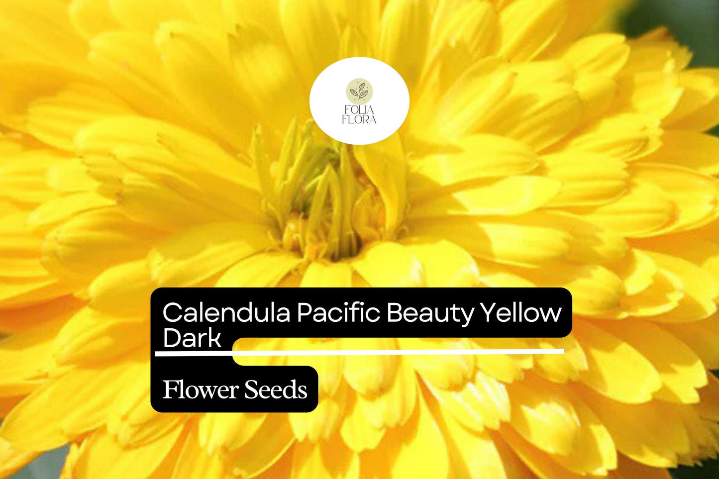 300mg Calendula Pacific Beauty Yellow Dark Seeds, Calendula officinalis, Golden Edible Blooms