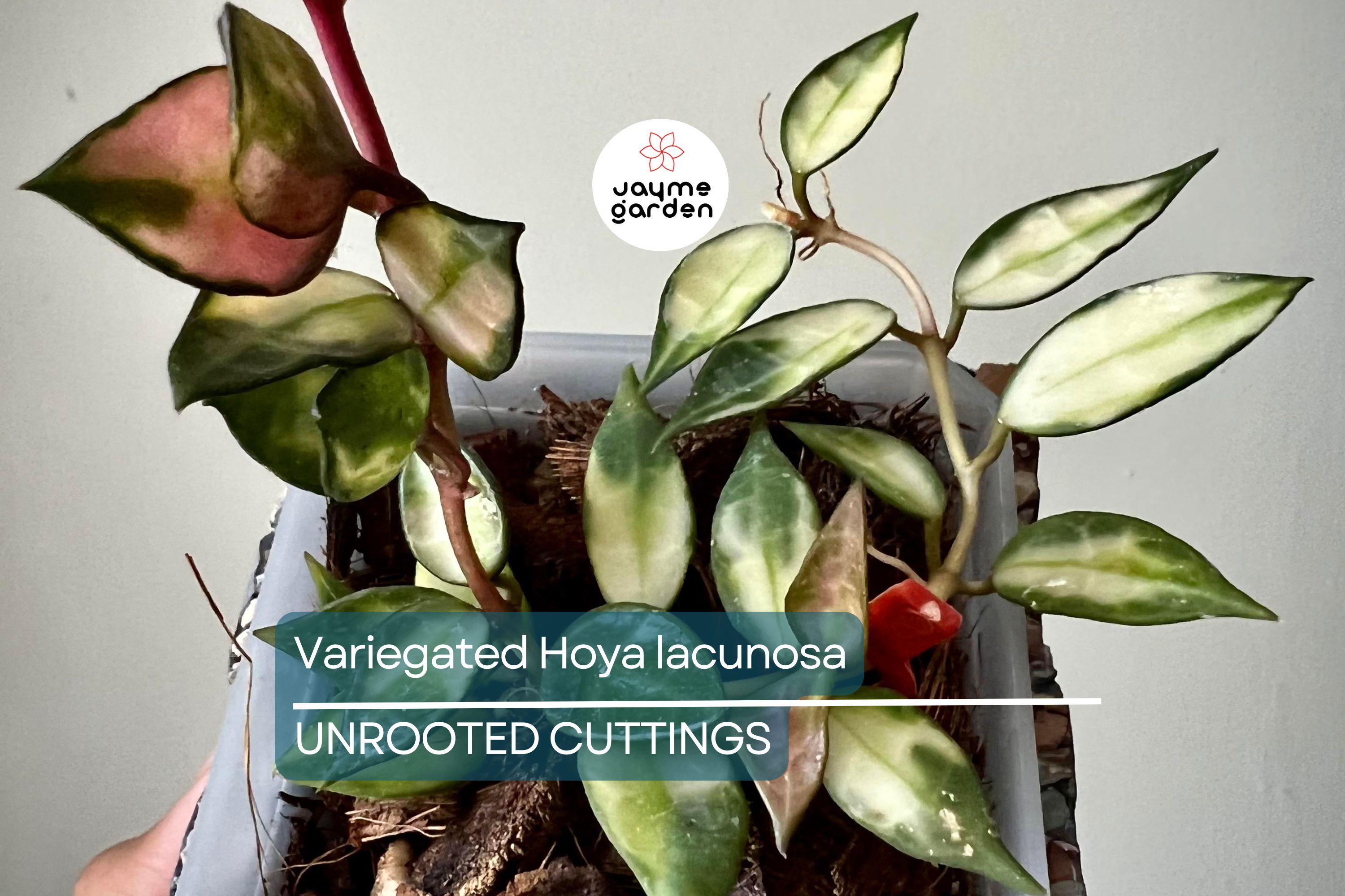 Variegated Hoya Lacunosa Cutting (Unrooted) - Exact Plant, Houseplant