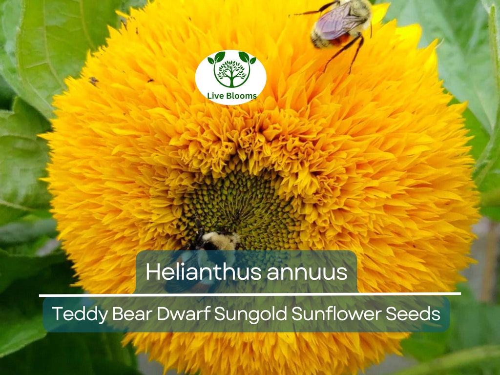 1 Gram Seeds Teddy Bear Sunflower (Dwarf Sungold Sunflower) for Planting | Compact, Fuzzy-Bloom Sunflowers for Gardens & Pots