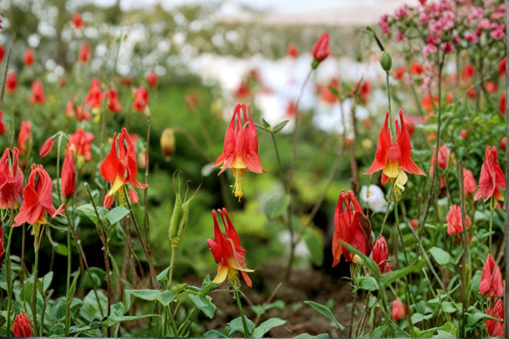 American Red Columbine – Aquilegia canadensis | 100 Seeds | Native Wildflower | Red & Yellow Blooms