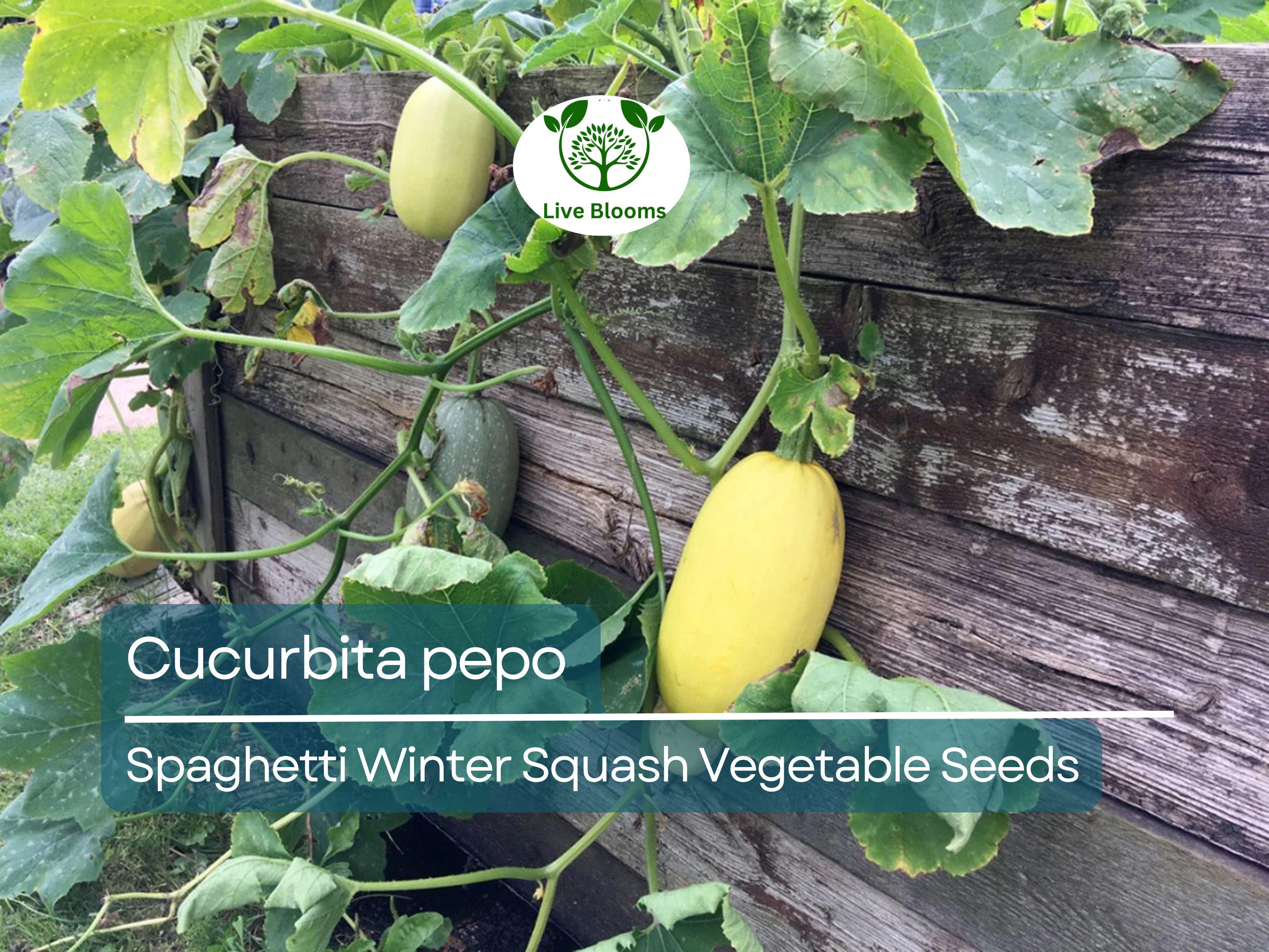 1000 mg Spaghetti Winter Squash Seeds - Cucurbita pepo | Heirloom Squash for Planting, Gardening & Healthy Pasta Alternative