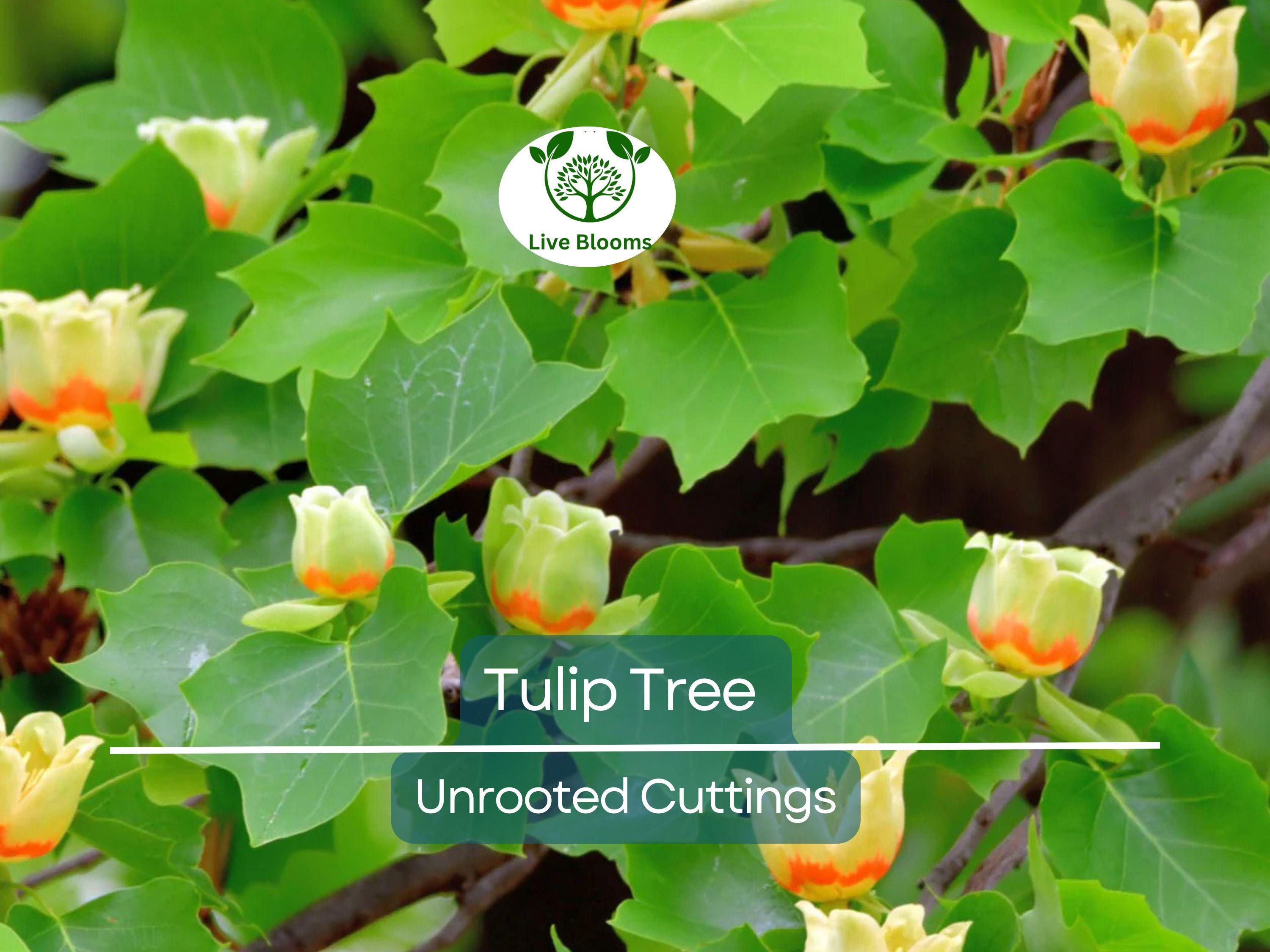 6+ Tulip Tree Unrooted Cuttings | Liriodendron Tulipifera, Fast-Growing, Hardy Deciduous Tree, Ideal for Propagation & Landscaping