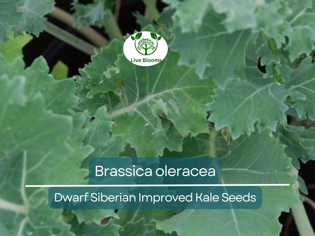 250 Kale Dwarf Siberian Improved Seeds – Brassica oleracea – Nutrient-Rich Greens for Planting, Easy to Grow, Perfect for Cooking & Salads