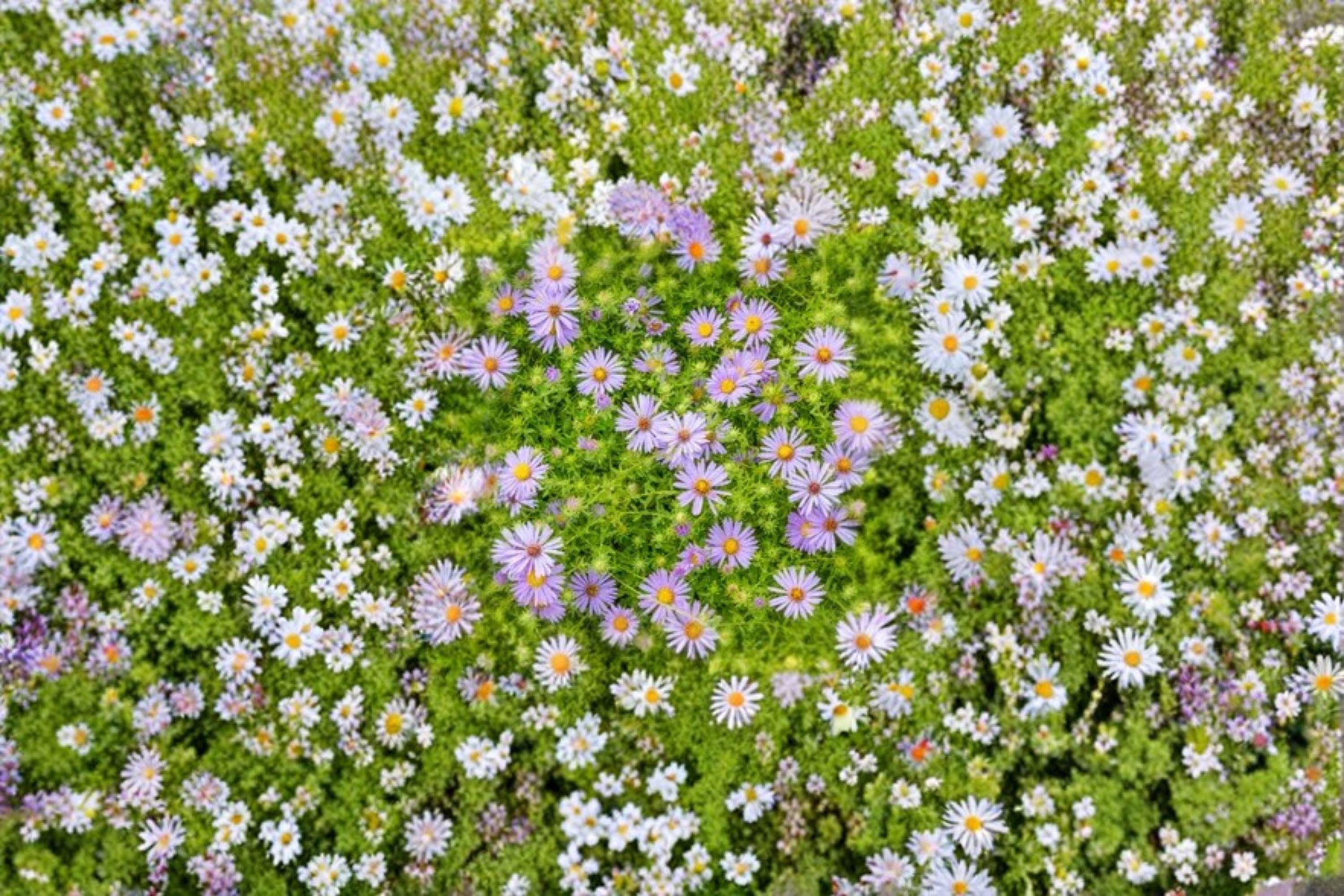 Symphyotrichum oblongifolium ‘Aromatic Aster’ – 100 Seeds | Native Fall-Blooming Perennial | Drought-Tolerant | Pollinator Favorite