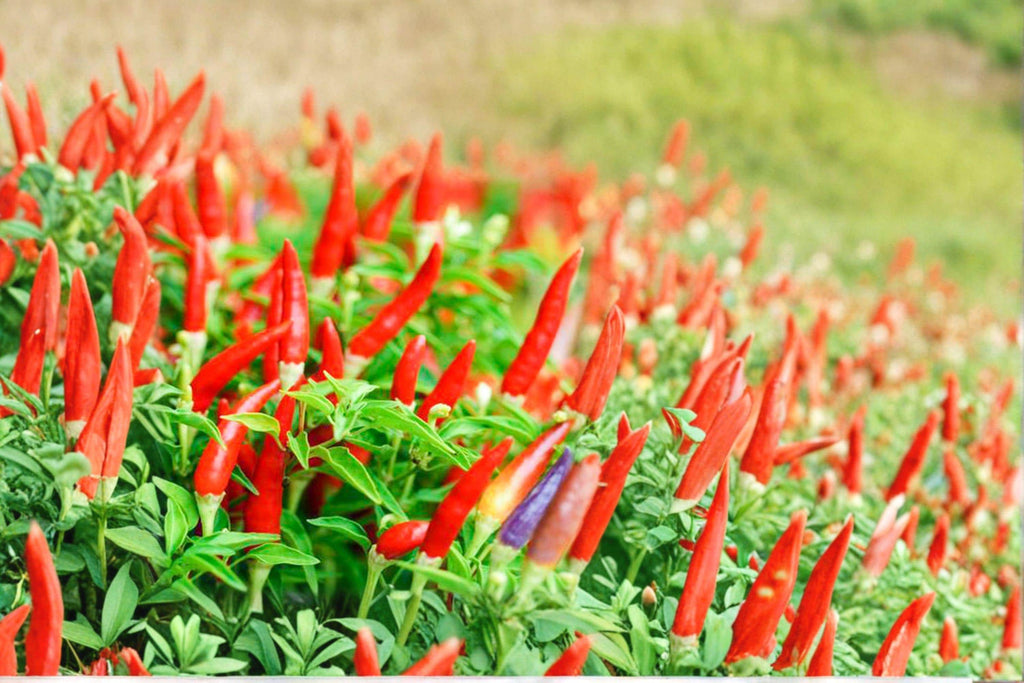 Thai Capsicum frutescens – Hot Pepper 30 Seeds | Authentic Thai Chili | Very Hot | Compact & Heavy Producing