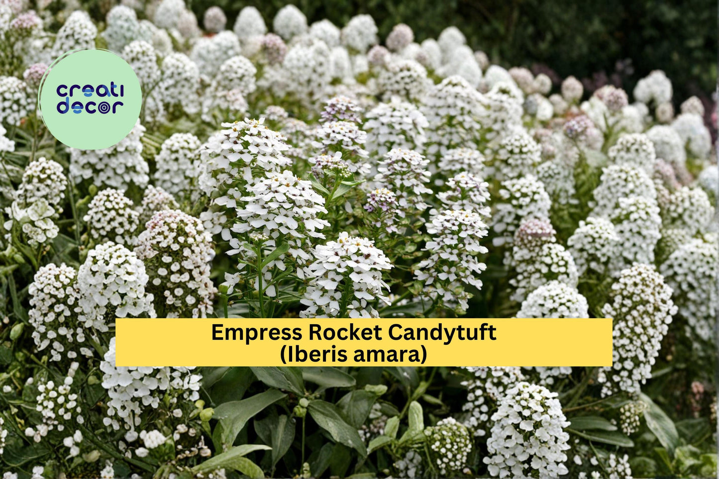 Empress Rocket Candytuft Seeds Iberis amara 100 Count White Flower Garden Plant Seeds Annual Border Flower