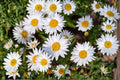 Shasta Daisy – Leucanthemum × superbum 100 Seeds | Classic White Perennial | Long Bloom Season | Pollinator-Friendly Flower