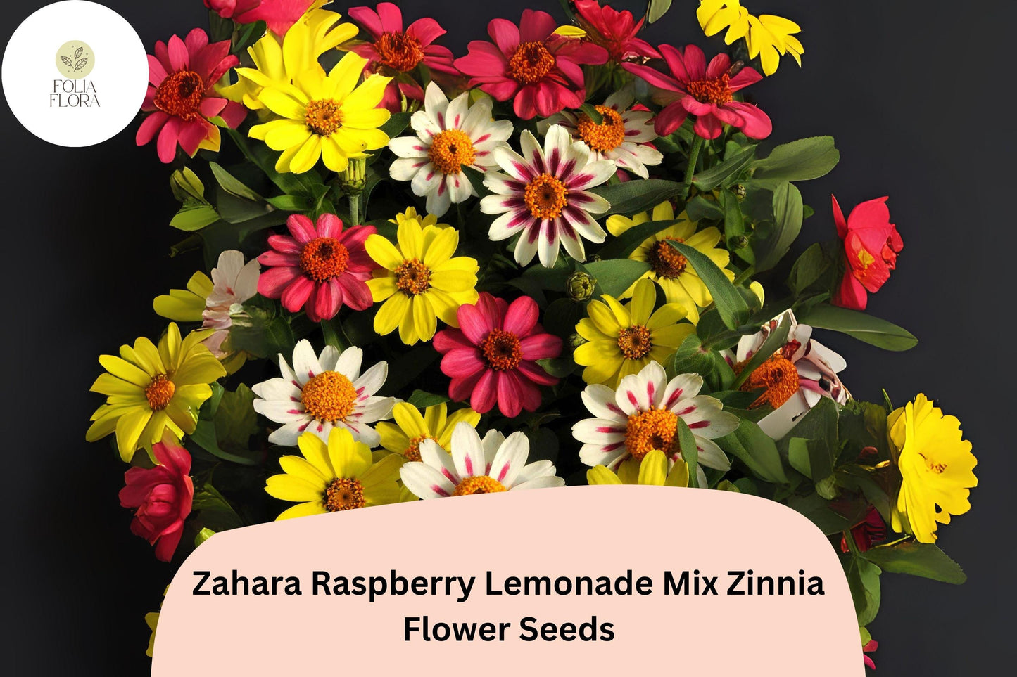 100+ Zahara Raspberry Lemonade Mix Zinnia Seeds – Compact Hybrid Non-GMO Annual Flowers for Garden Planting & Containers