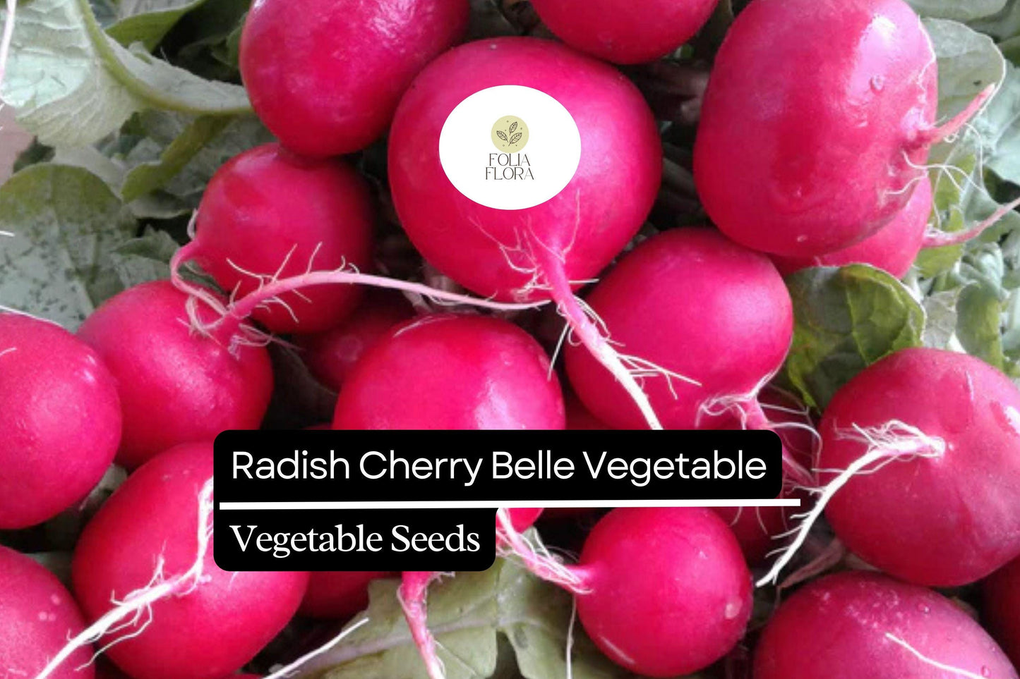 200 Seeds Cherry Belle Radish - Raphanus sativus | Quick-Growing Crunchy Red Radishes