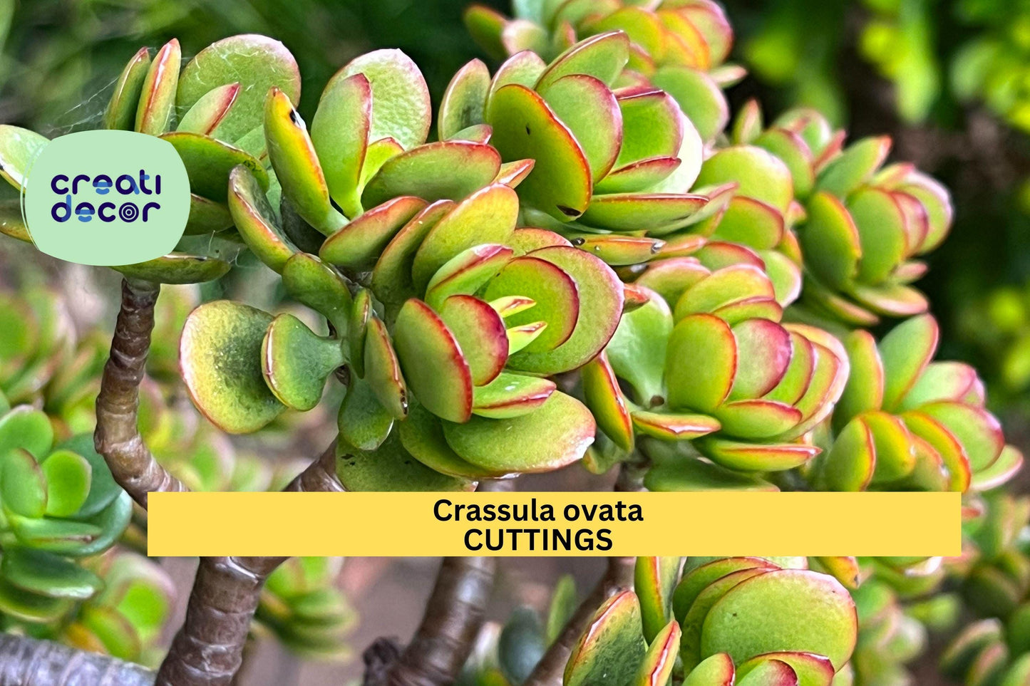 2 Jade Plant Cuttings – Crassula ovata 3–5” Unrooted Stems | Classic Succulent for Pots, Bonsai, or Indoor Houseplant Collections