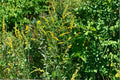 Elmleaf Goldenrod – Solidago ulmifolia, Native Woodland Perennial | Late-Season Blooms (100 Seeds)