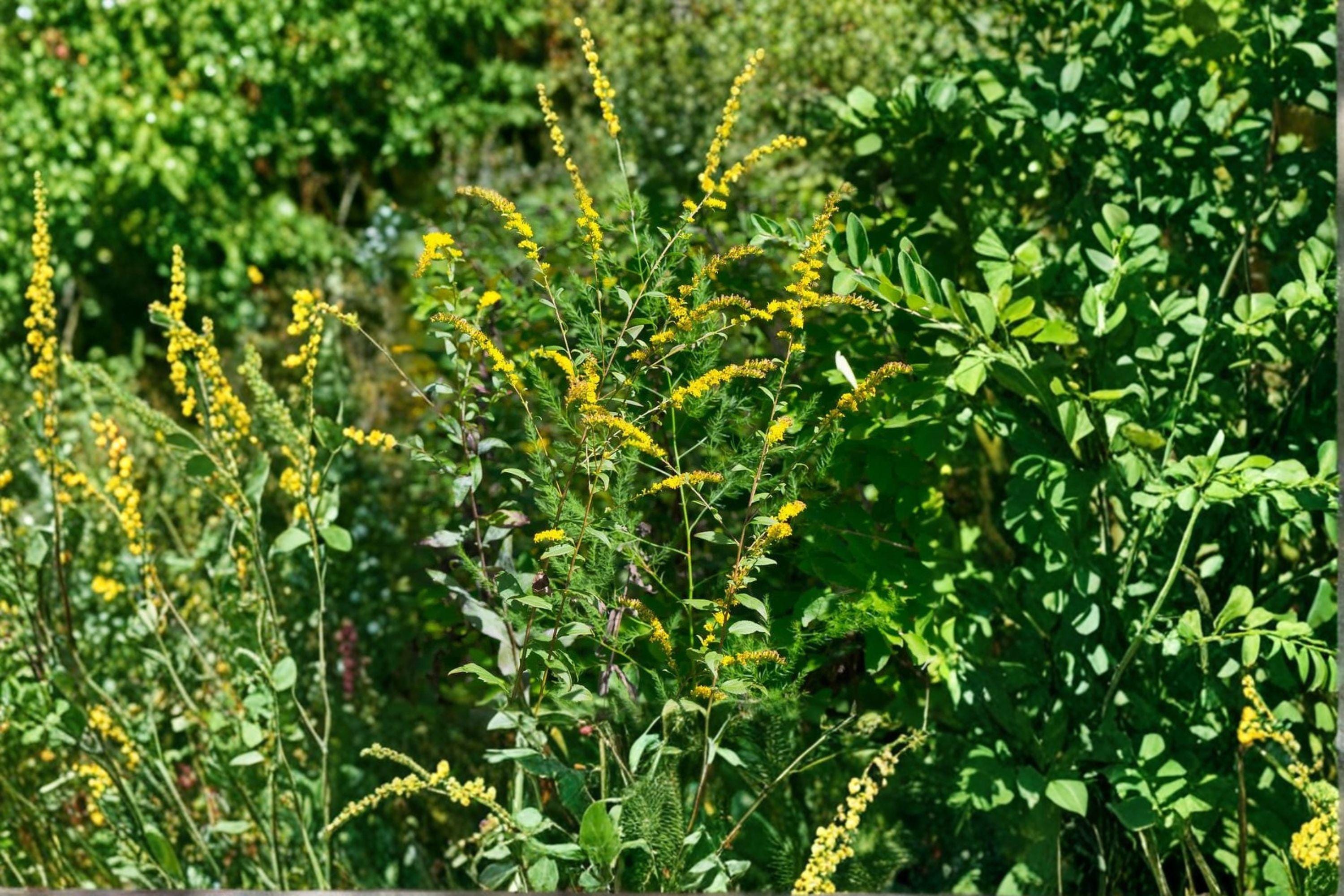 Elmleaf Goldenrod – Solidago ulmifolia, Native Woodland Perennial | Late-Season Blooms (100 Seeds)