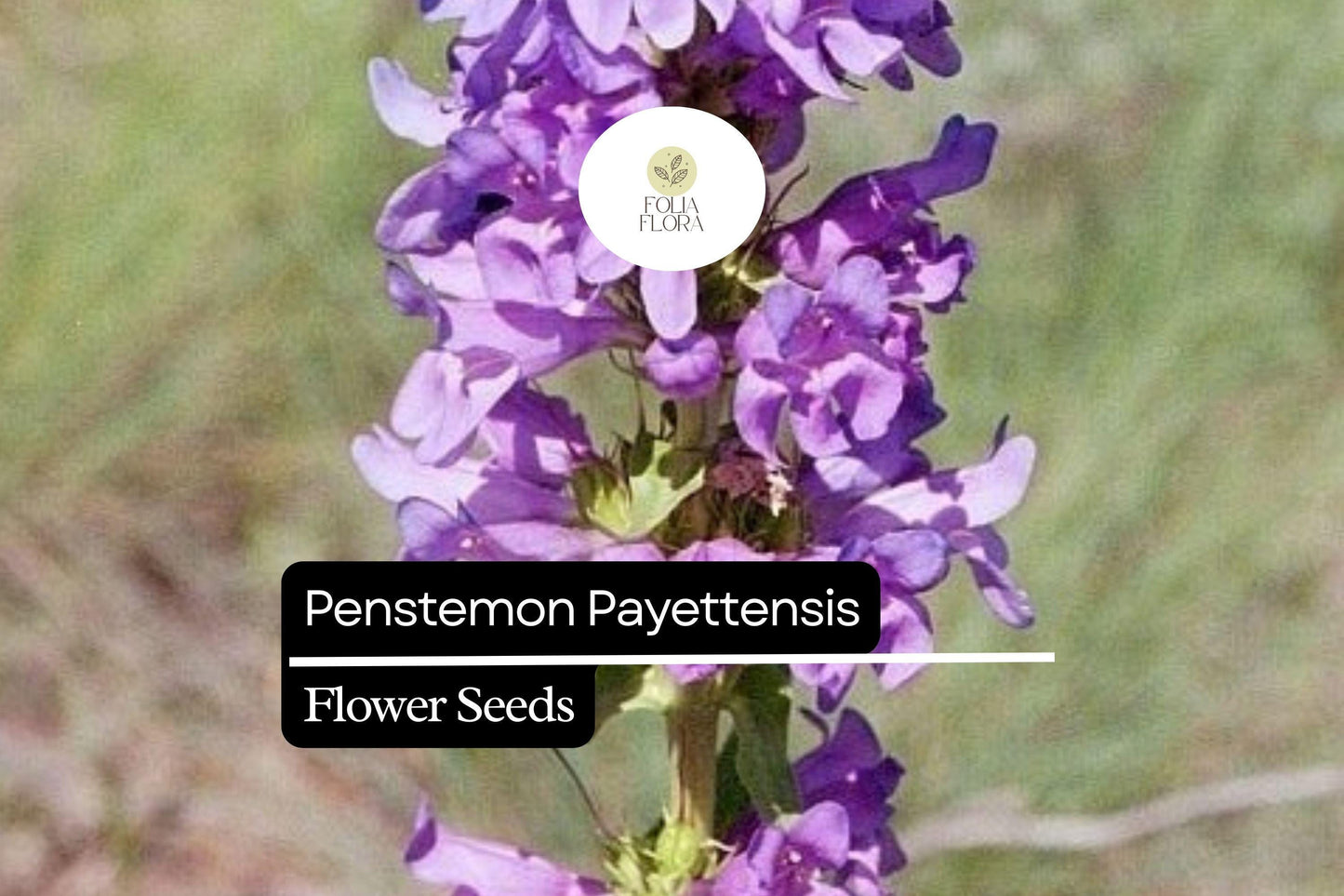 100mg Penstemon payettensis - Payette Penstemon Seeds, Rare Native Wildflower for Pollinator Gardens