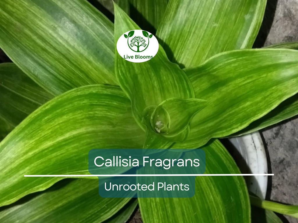 2 Callisia Fragrans / Home Ginseng Unrooted Plants - Unique Indoor Houseplant for Easy Care