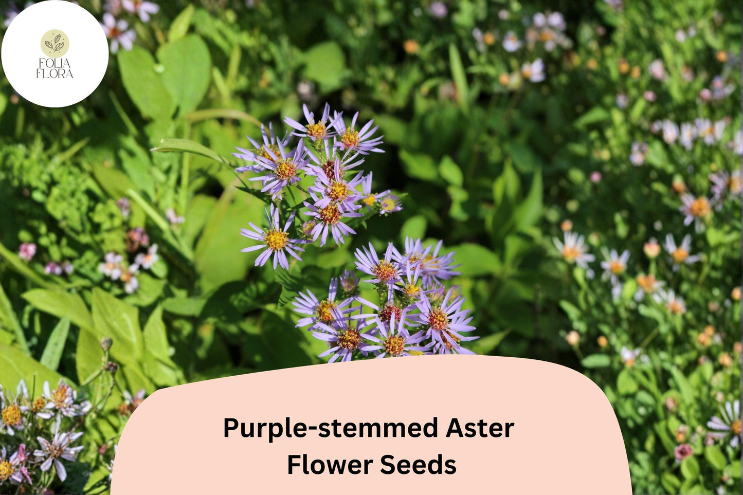 350 Symphyotrichum puniceum Seeds | Purple-stemmed Aster | Native Wildflower for Pollinator Gardens