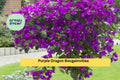 Purple Dragon Bougainvillea | Live Rooted Starter Plug Plant | Small Flowering Vine for Trellis, Fence, or Container Garden