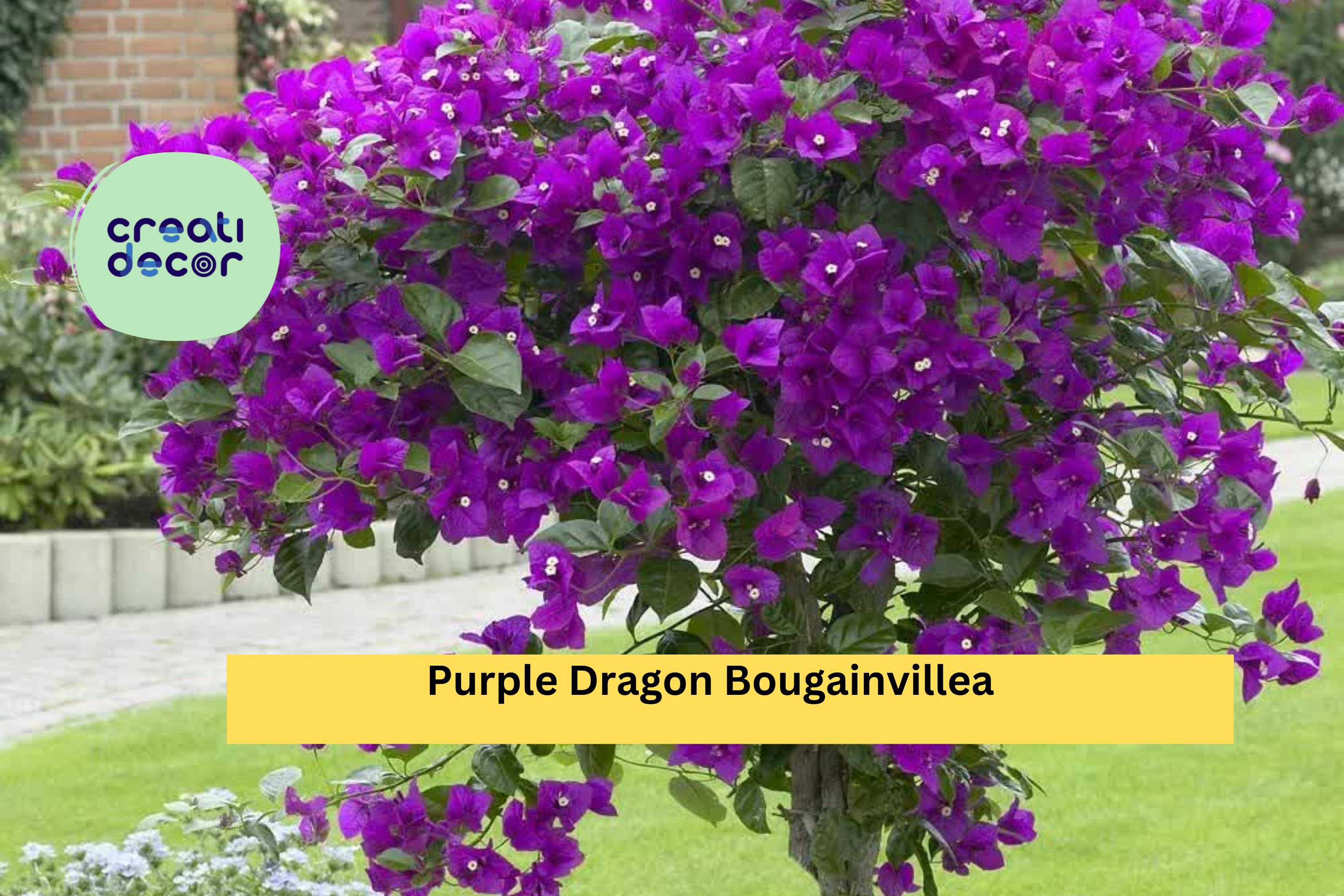 Purple Dragon Bougainvillea | Live Rooted Starter Plug Plant | Small Flowering Vine for Trellis, Fence, or Container Garden