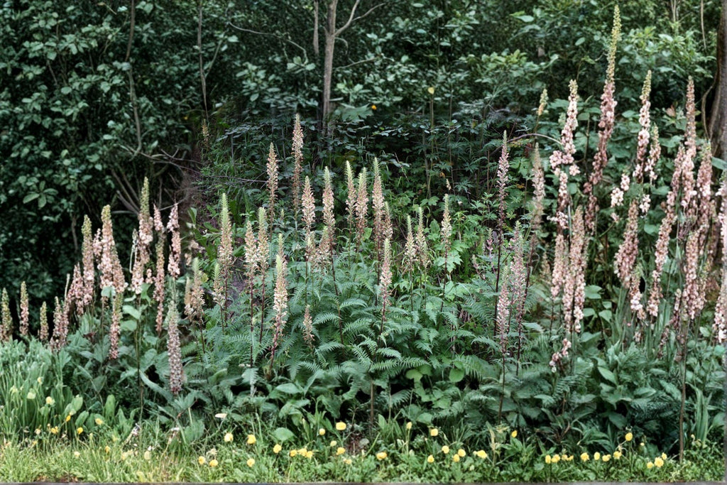 Giant Lousewort Seeds – Pedicularis procera, Native Wildflower (100 Seeds)