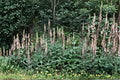 Giant Lousewort Seeds – Pedicularis procera, Native Wildflower (100 Seeds)