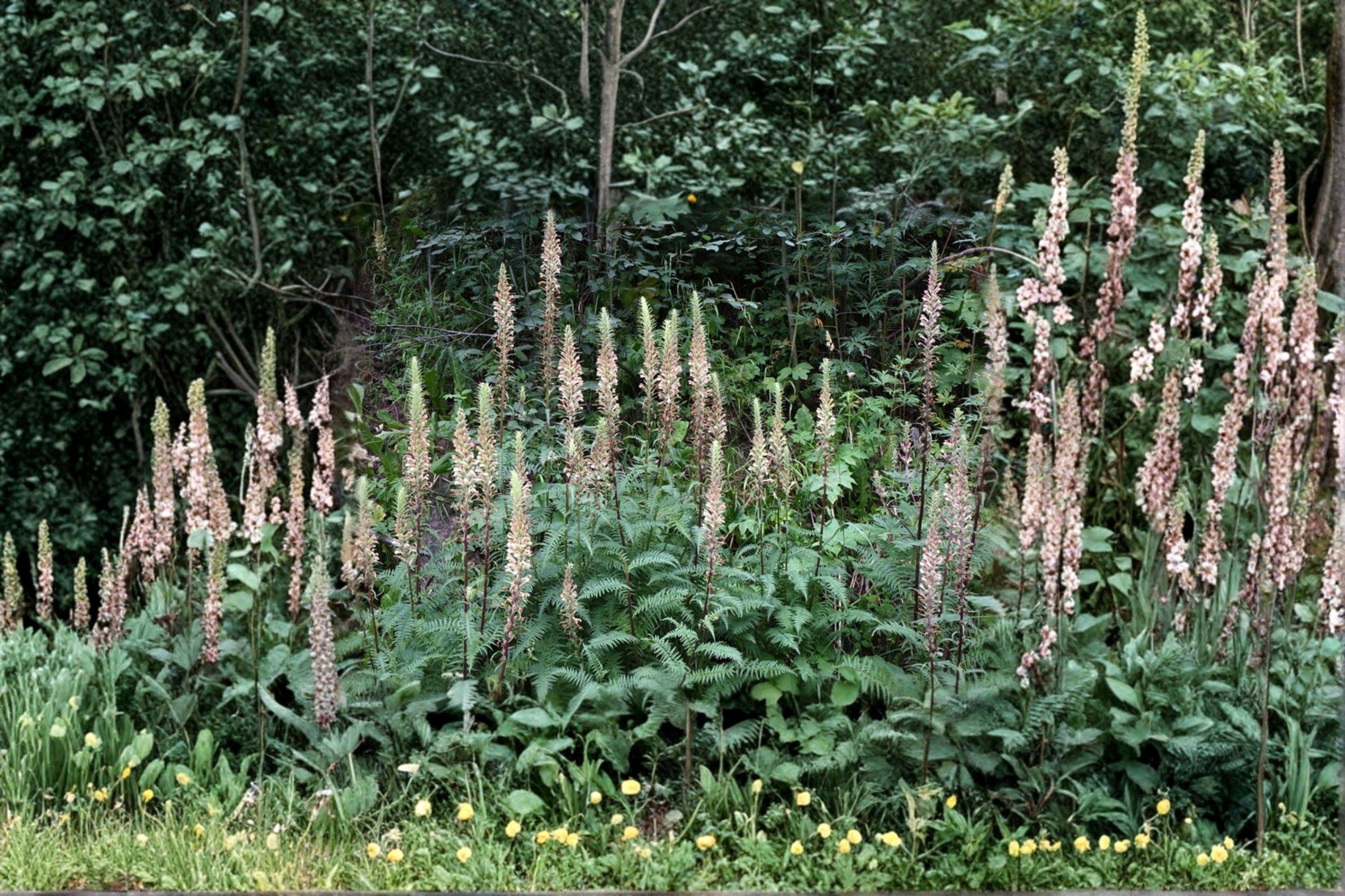 Giant Lousewort Seeds – Pedicularis procera, Native Wildflower (100 Seeds)
