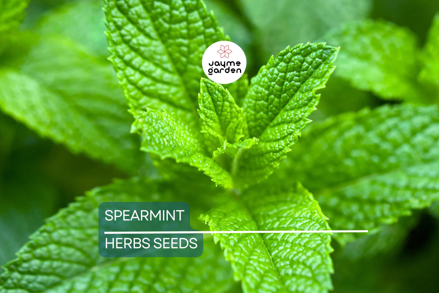 2500 Spearmint Seeds | Mentha spicata | Non-GMO Herb for Tea, Culinary & Medicinal Use