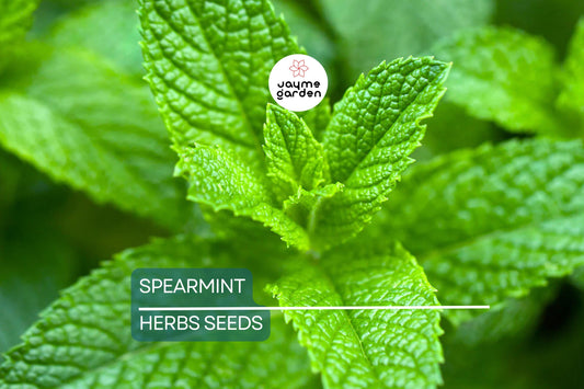 2500 Spearmint Seeds | Mentha spicata | Non-GMO Herb for Tea, Culinary & Medicinal Use