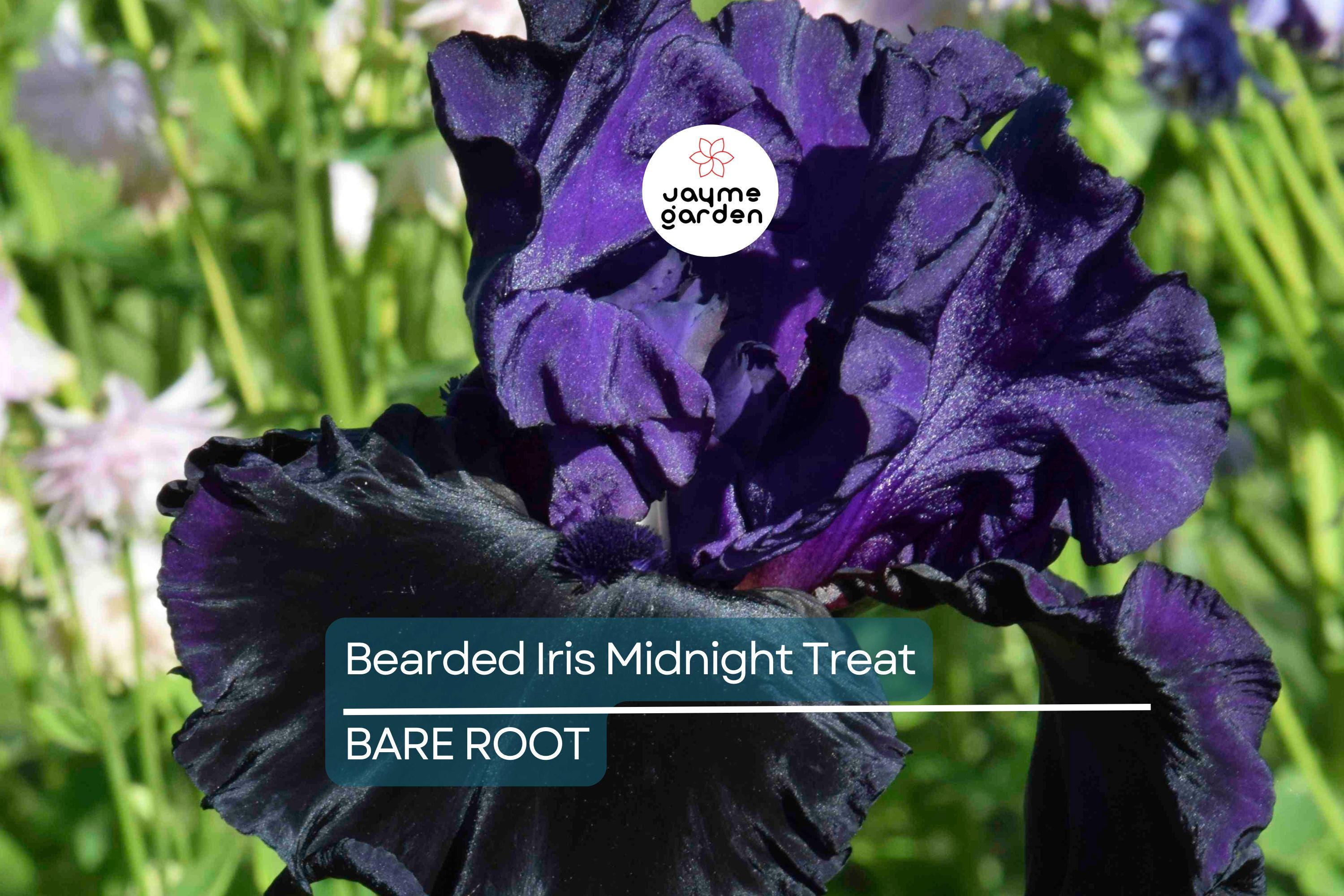 Bearded Iris Midnight Treat - Purple & Black Ruffled Blooms, Award-Winning, Deer-Resistant, USDA Zones 4-9