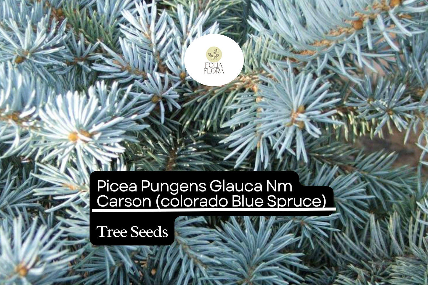 250mg Picea Pungens Glauca NM Carson Seeds, Colorado Blue Spruce, Hardy Evergreen Tree for Landscaping