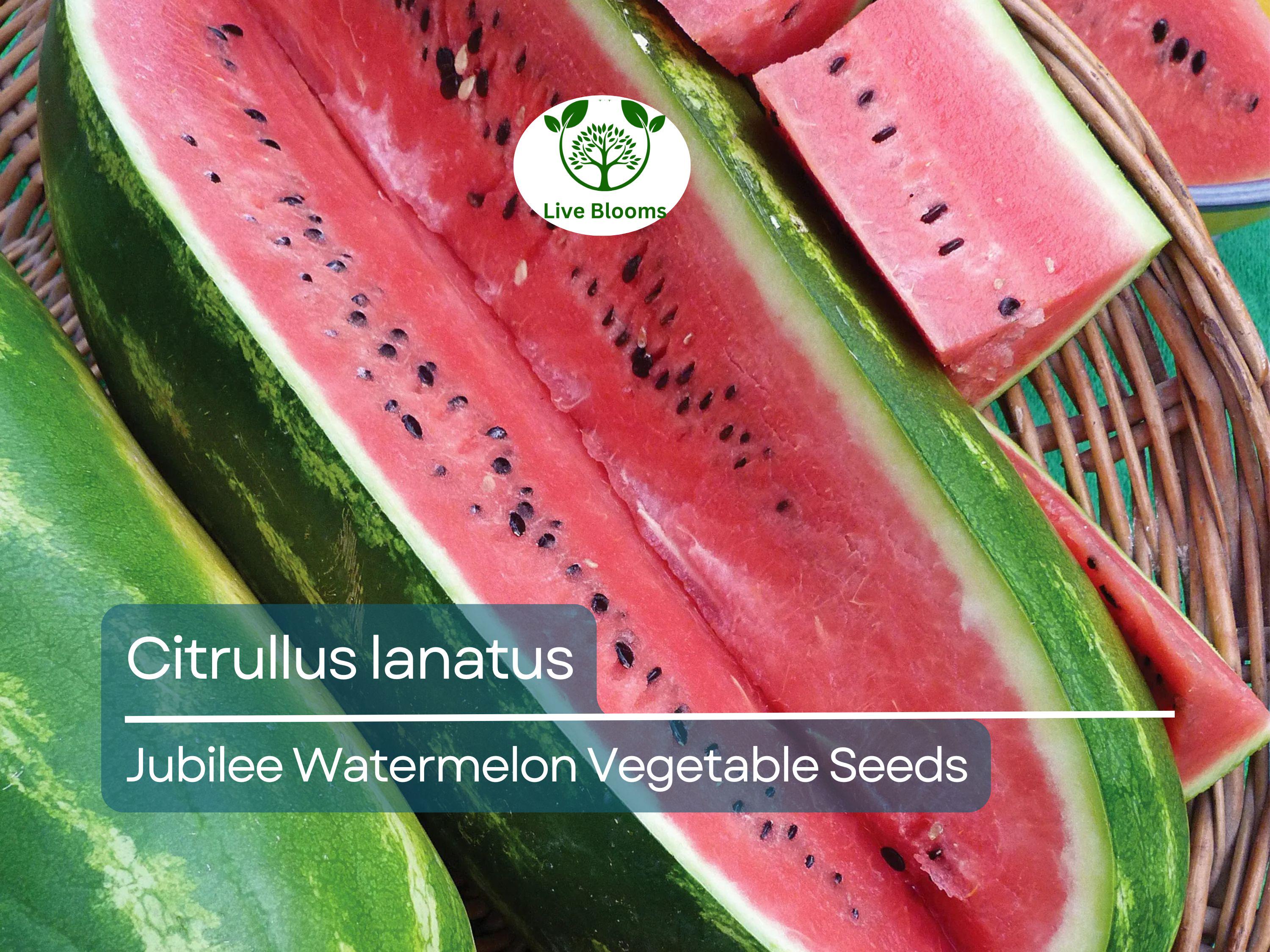 1000 mg Jubilee Watermelon Seeds - Citrullus lanatus | Heirloom Watermelon for Planting, Sweet Juicy Harvest, Home Garden Favorite