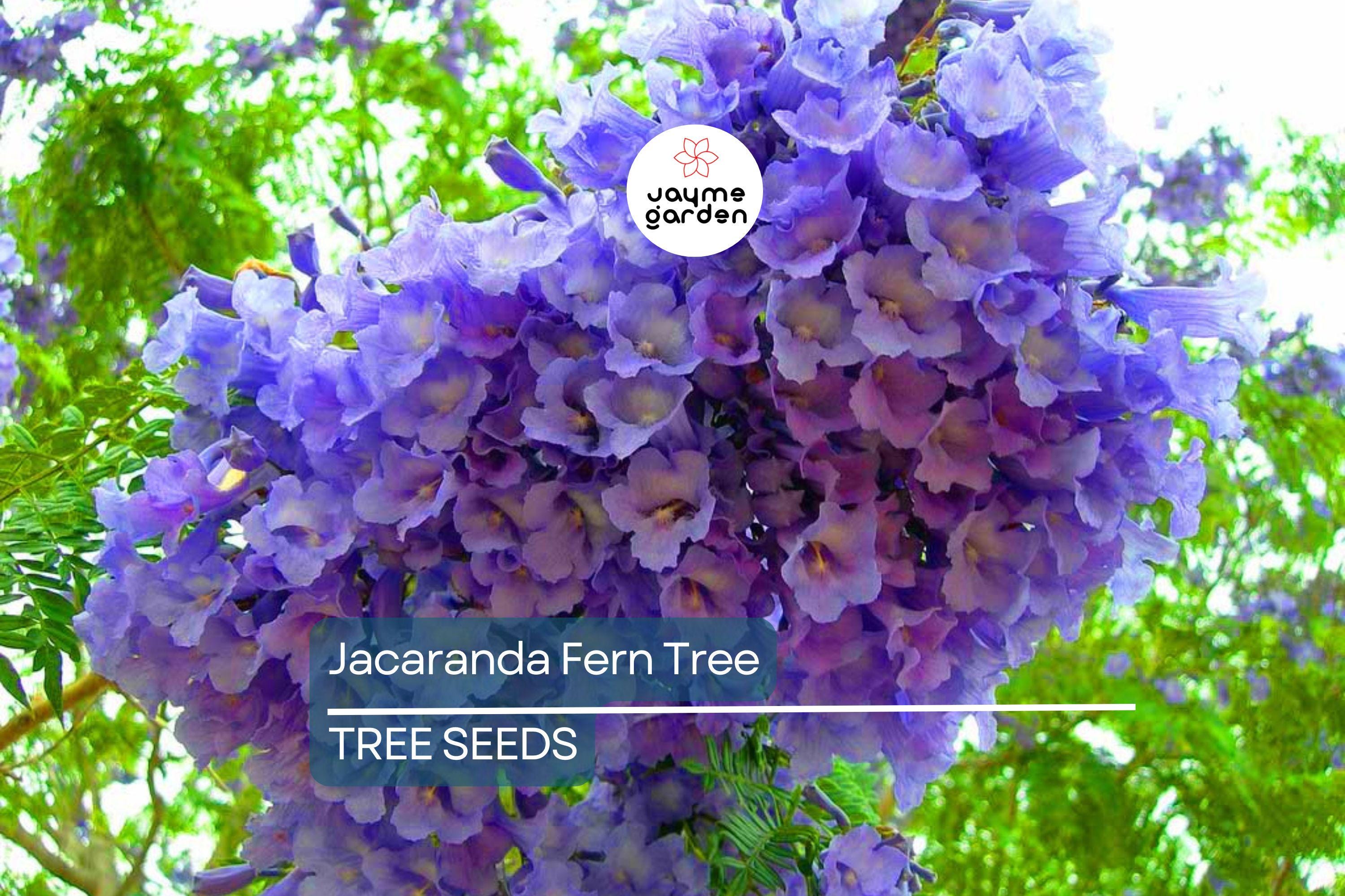 20 Jacaranda Fern Tree Seeds (Jacaranda mimosifolia) – Blue Flowers, Fast-Growing, 50ft Mature Height