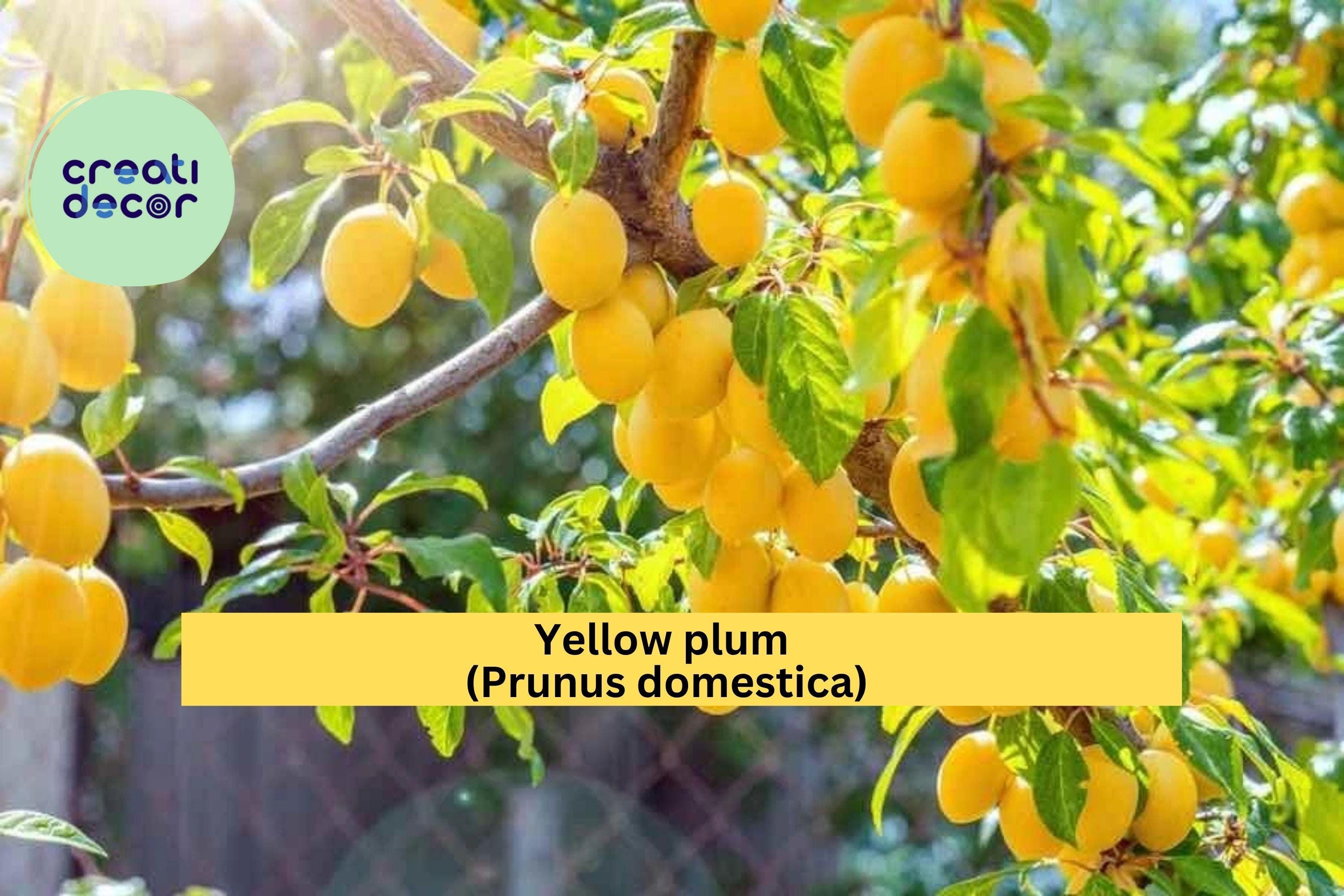 Yellow Plum Tree – Live Rooted Fruit Tree up to 2 ft Tall, Hardy Plum Variety for Planting, Sweet Golden Fruit, Zones 5–9 Orchard Plant