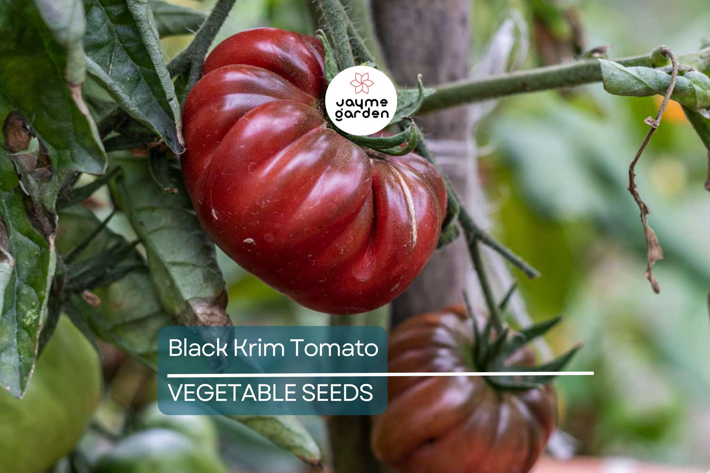 100 Black Krim Tomato Seeds – Non-GMO Heirloom, Bold Flavor, Indeterminate, Free Shipping