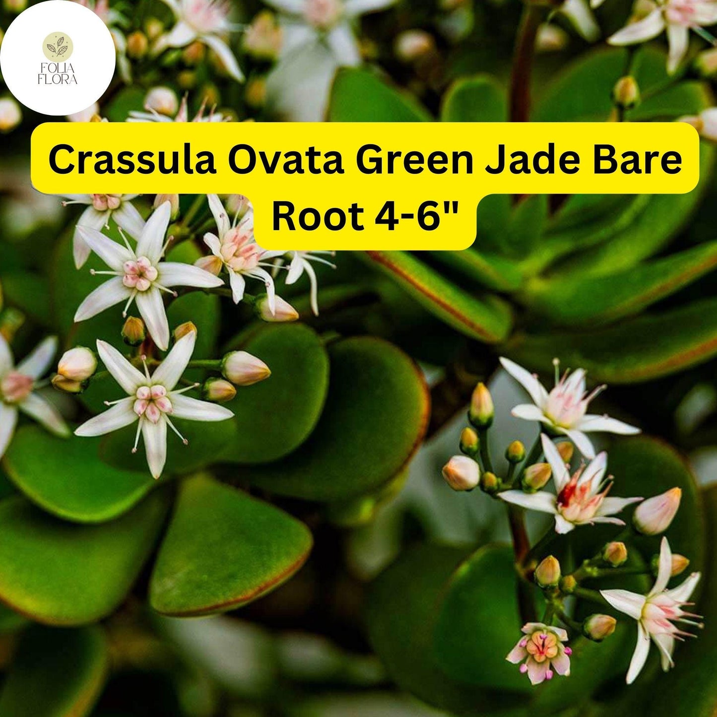 Crassula Ovata ‘Green Jade’ | 1 Bare Root 4-6” Plant | Money Tree, Easy-Care Succulent, Bonsai, Drought-Tolerant, White Blooms