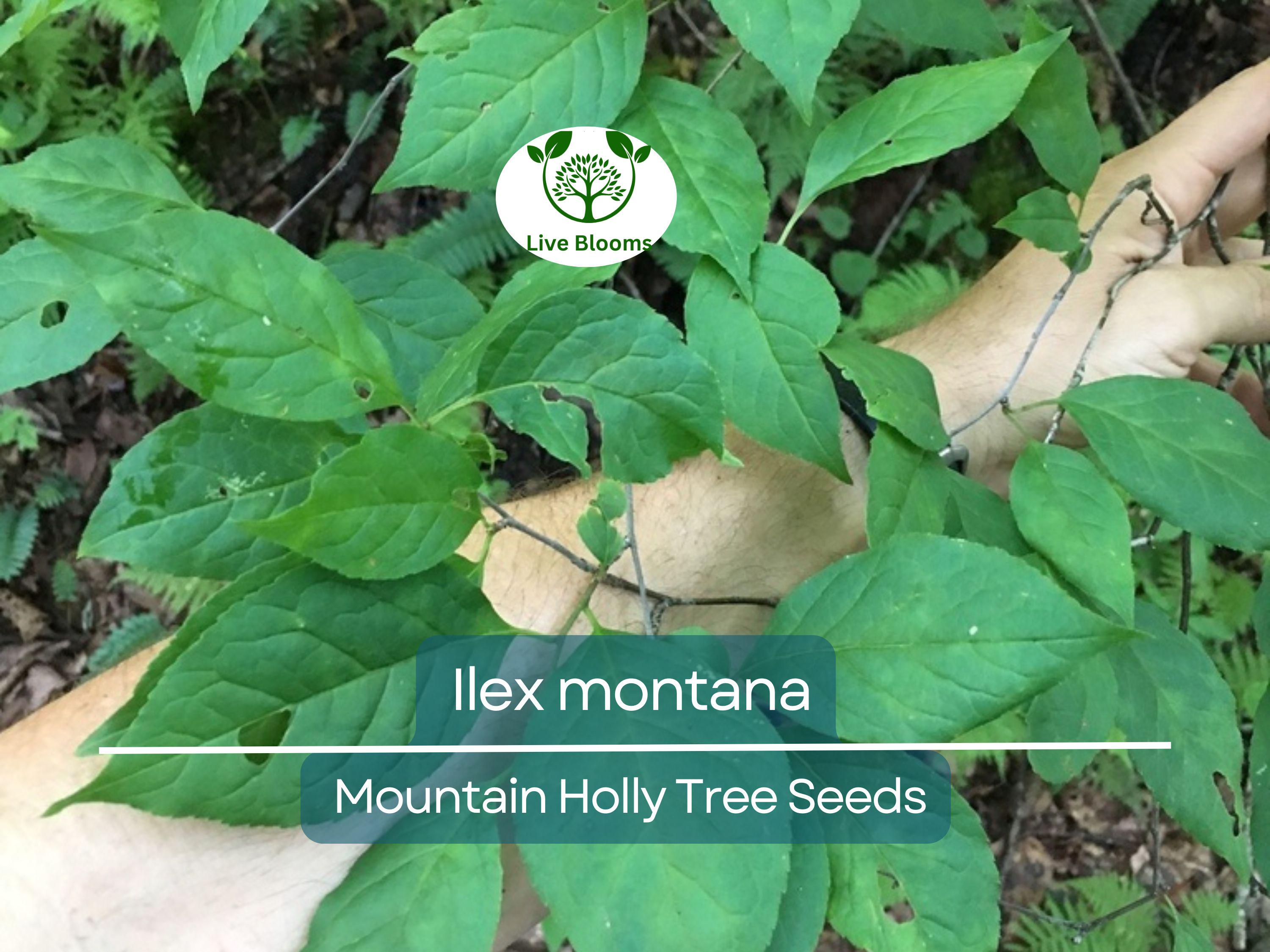 500 mg Seeds Ilex Montana - Mountain Holly for Planting | Native Shrub for Gardens, Wildlife, and Landscaping
