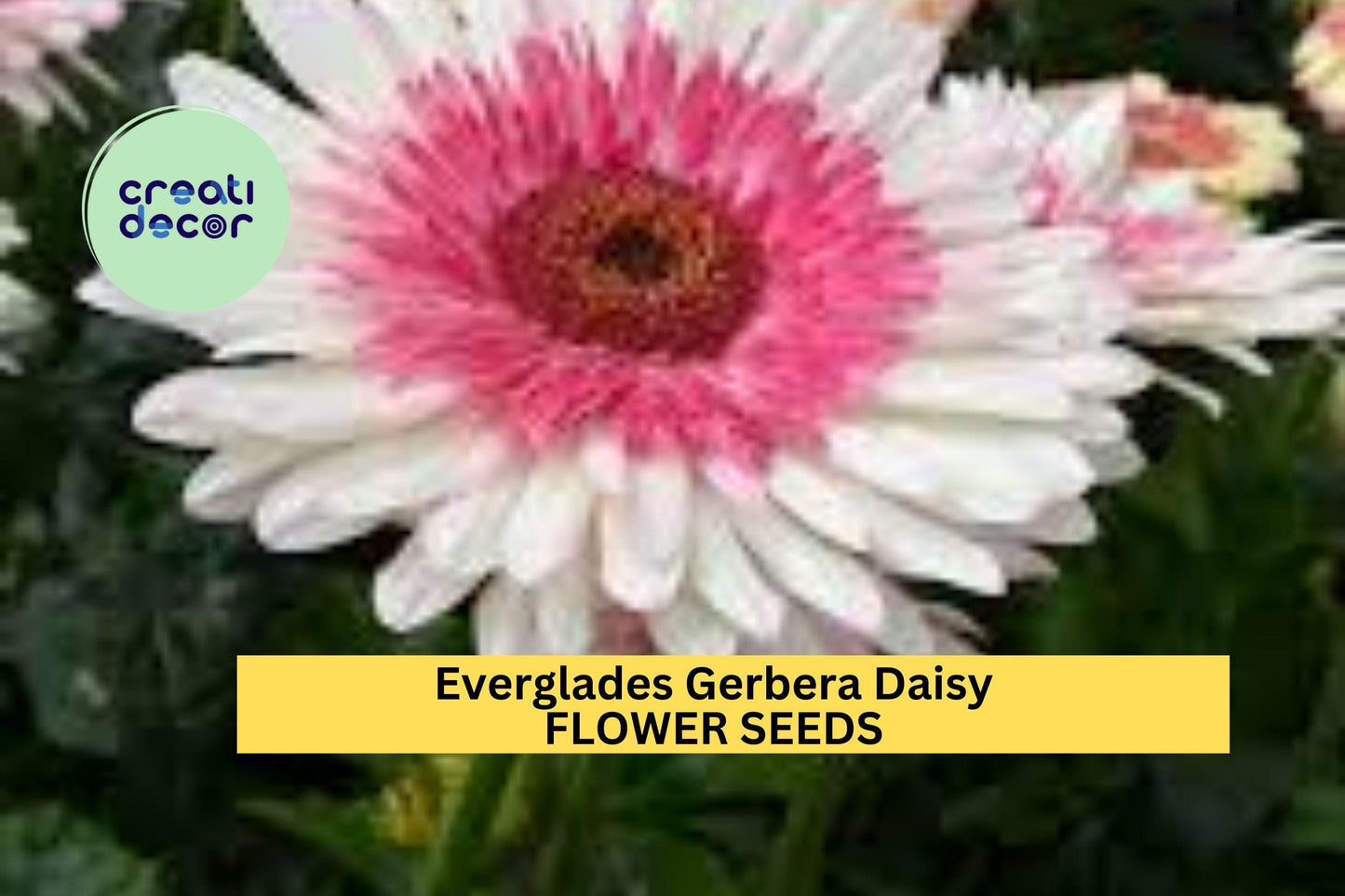 200+ Everglades Gerbera Daisy Seeds – Bright Pink-Purple Blooms for Garden Planting, Long-Stemmed Summer Annuals – USA