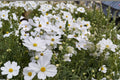 Cosmos – Purity 100 Seeds | Classic White Cosmos | Elegant Blooms | Easy & Fast Growing Annual