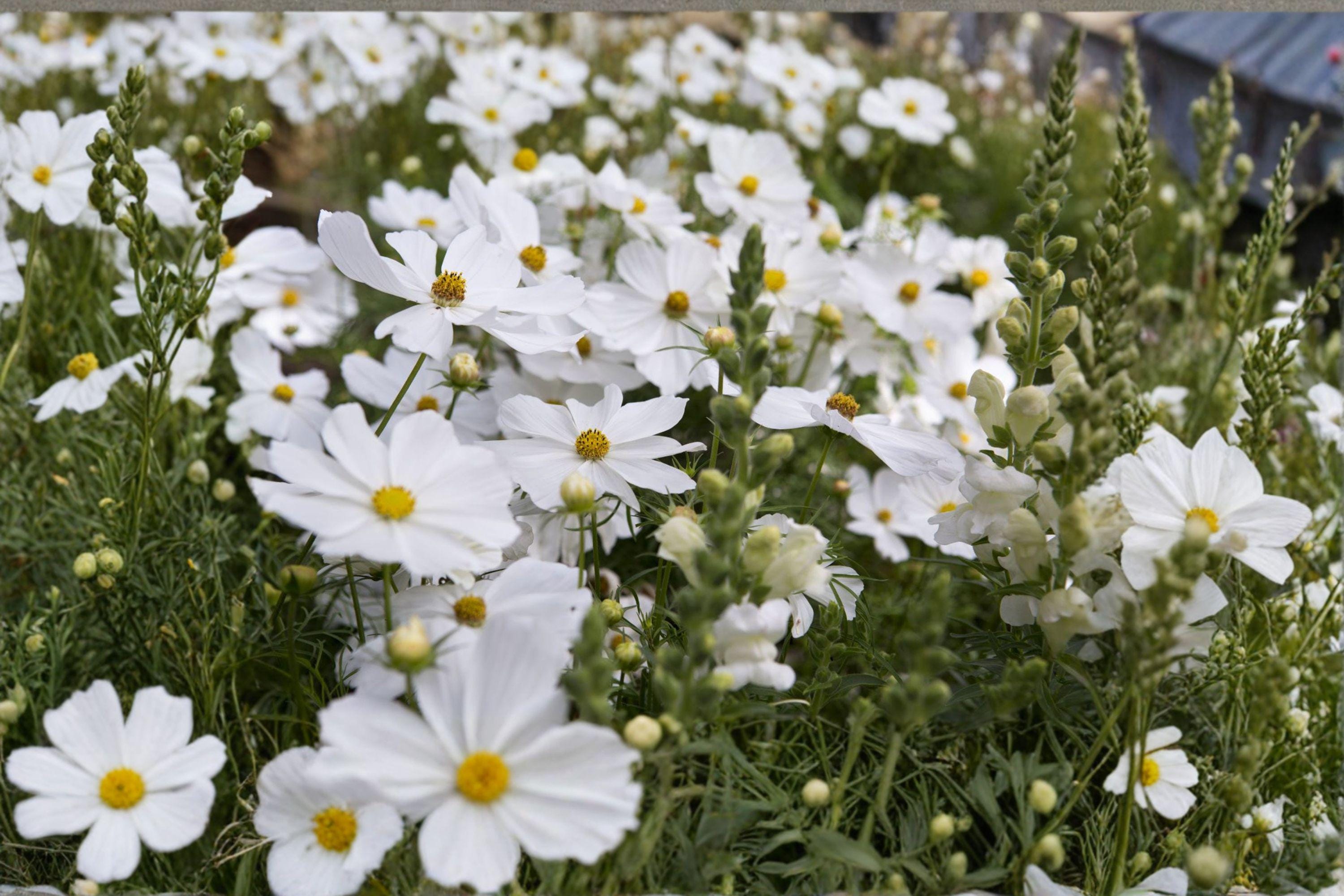Cosmos – Purity 100 Seeds | Classic White Cosmos | Elegant Blooms | Easy & Fast Growing Annual