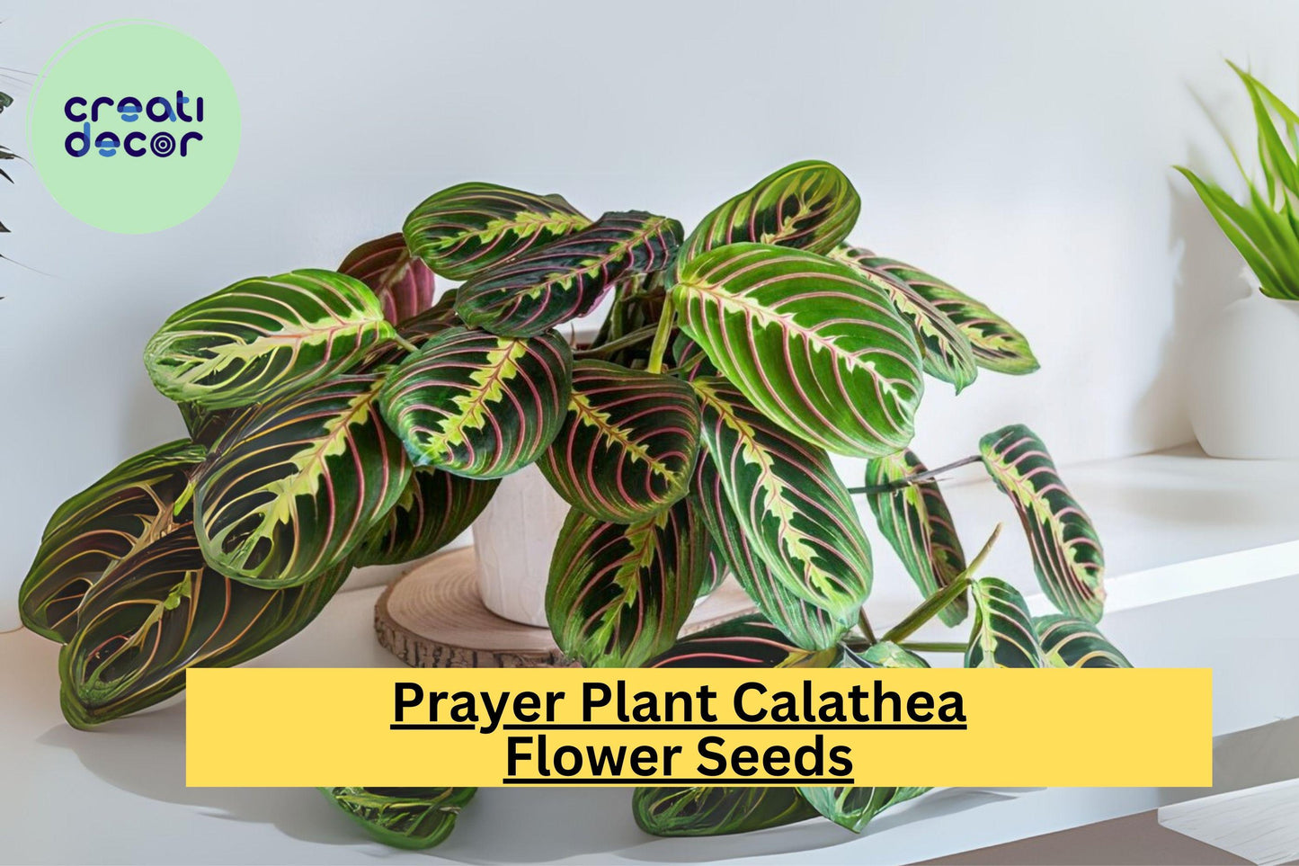 25+ Prayer Calathea Seeds - Exotic Tropical Houseplant - Stunning Foliage for Indoor & Shaded Gardens
