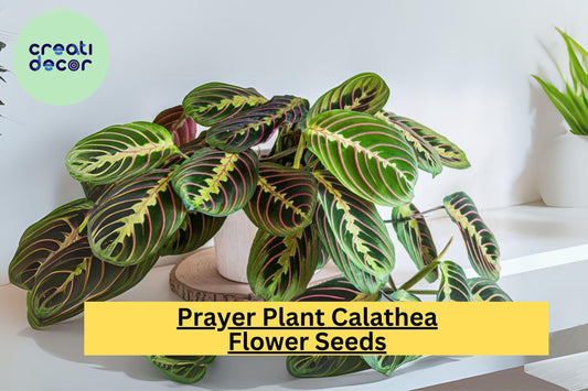 25+ Prayer Calathea Seeds - Exotic Tropical Houseplant - Stunning Foliage for Indoor & Shaded Gardens
